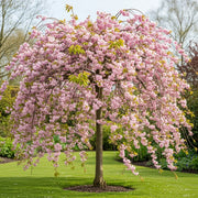 6ft Half-Standard Cheal's Weeping Cherry Blossom Tree | Mature Bare Root 'Kiku Shidare Zakura' | 6/8cm Girth